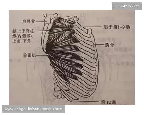 解析攀岩运动中的路线规划与肌肉记忆